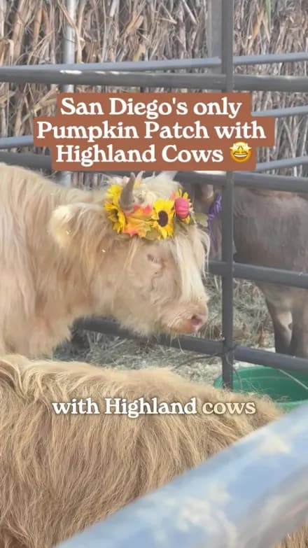 San Diego's only pumpkin patch with Highland cows